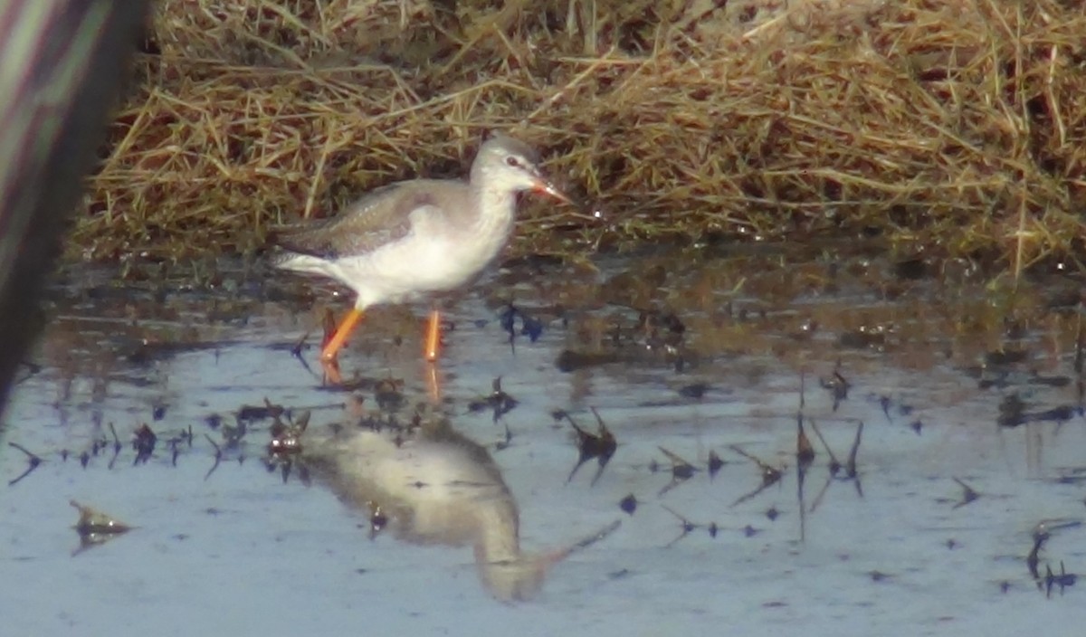 Spotted Redshank - ML51854571