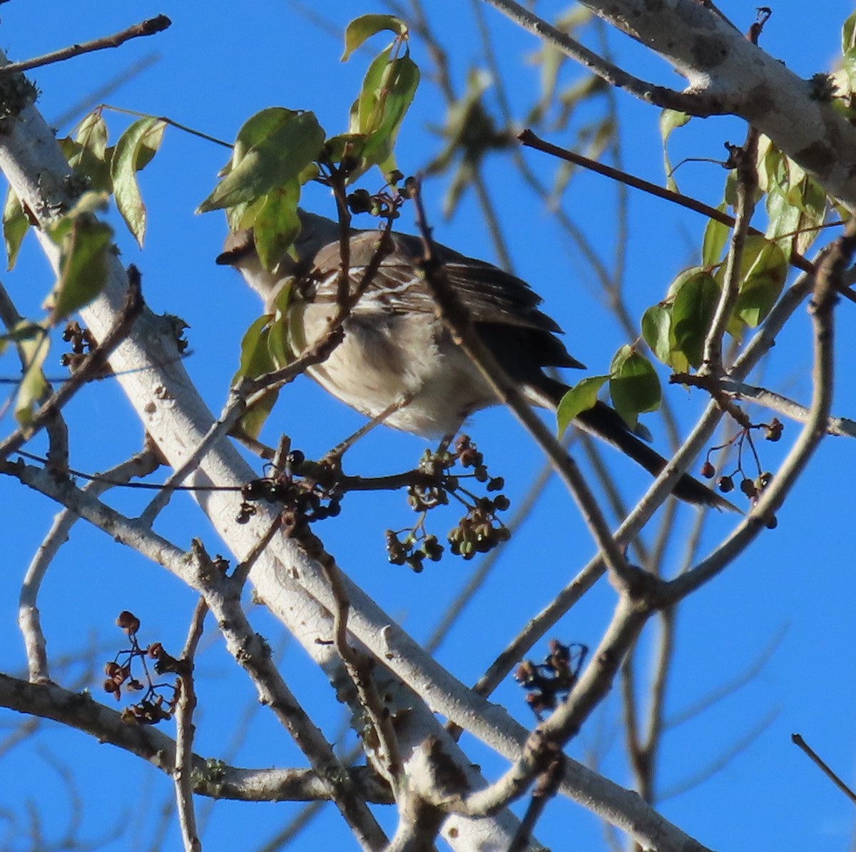 Northern Mockingbird - ML518546871