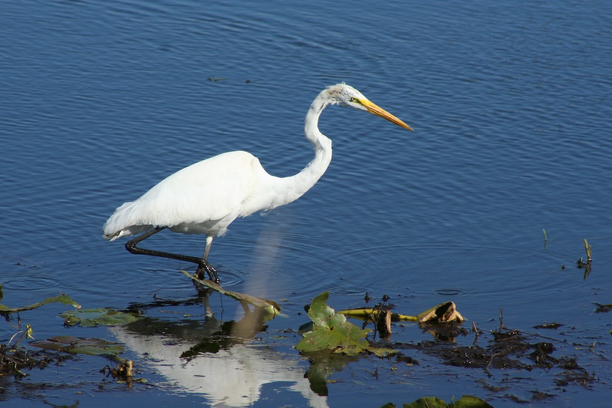 Great Egret - David Simpson