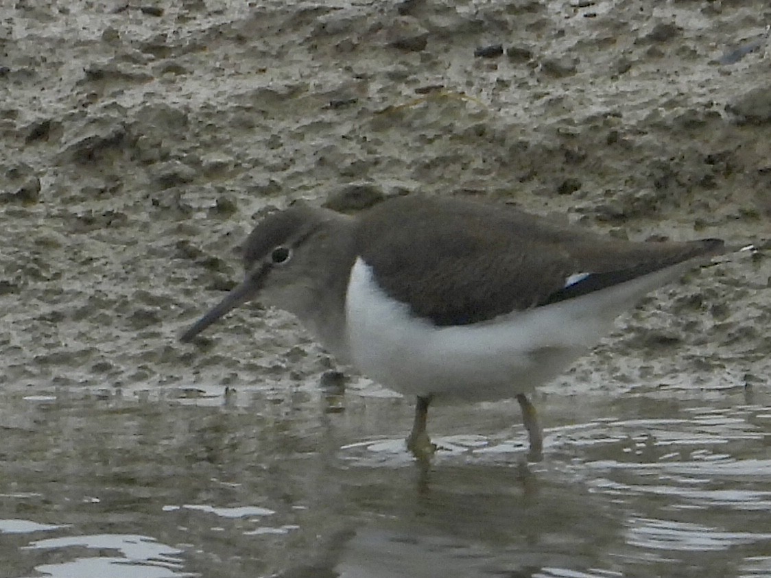 Common Sandpiper - christopher stuart elmer