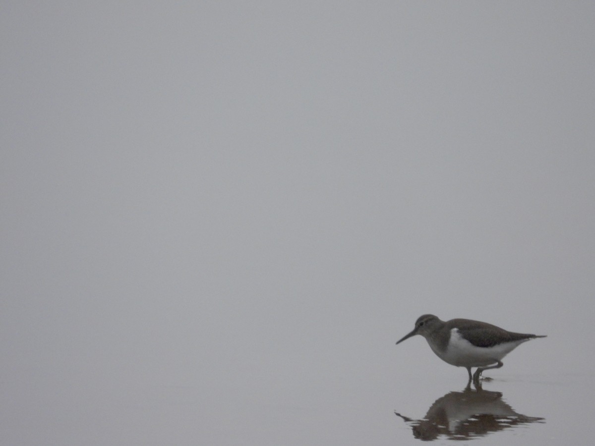 Common Sandpiper - christopher stuart elmer