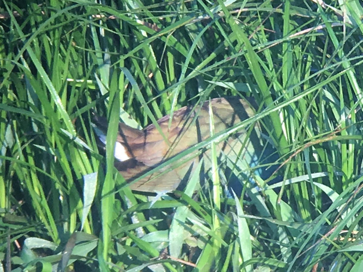 Purple Gallinule - ML51855021