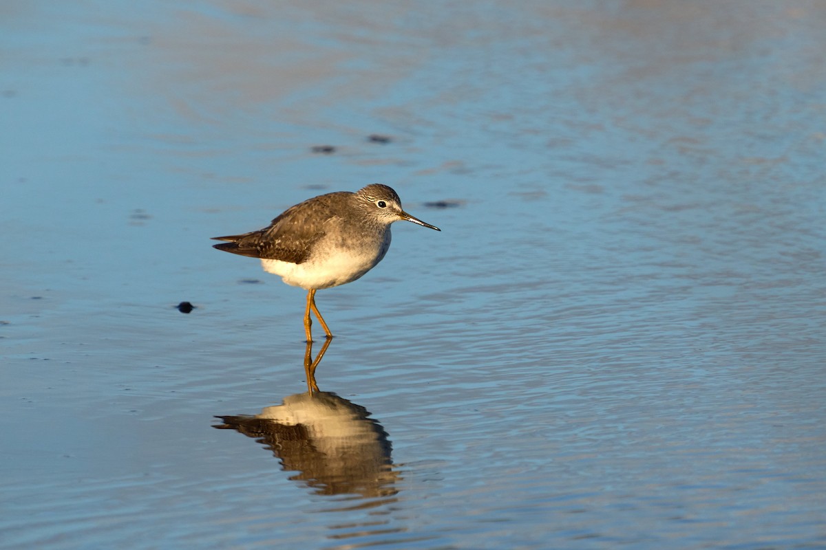 Lesser Yellowlegs - ML518551361