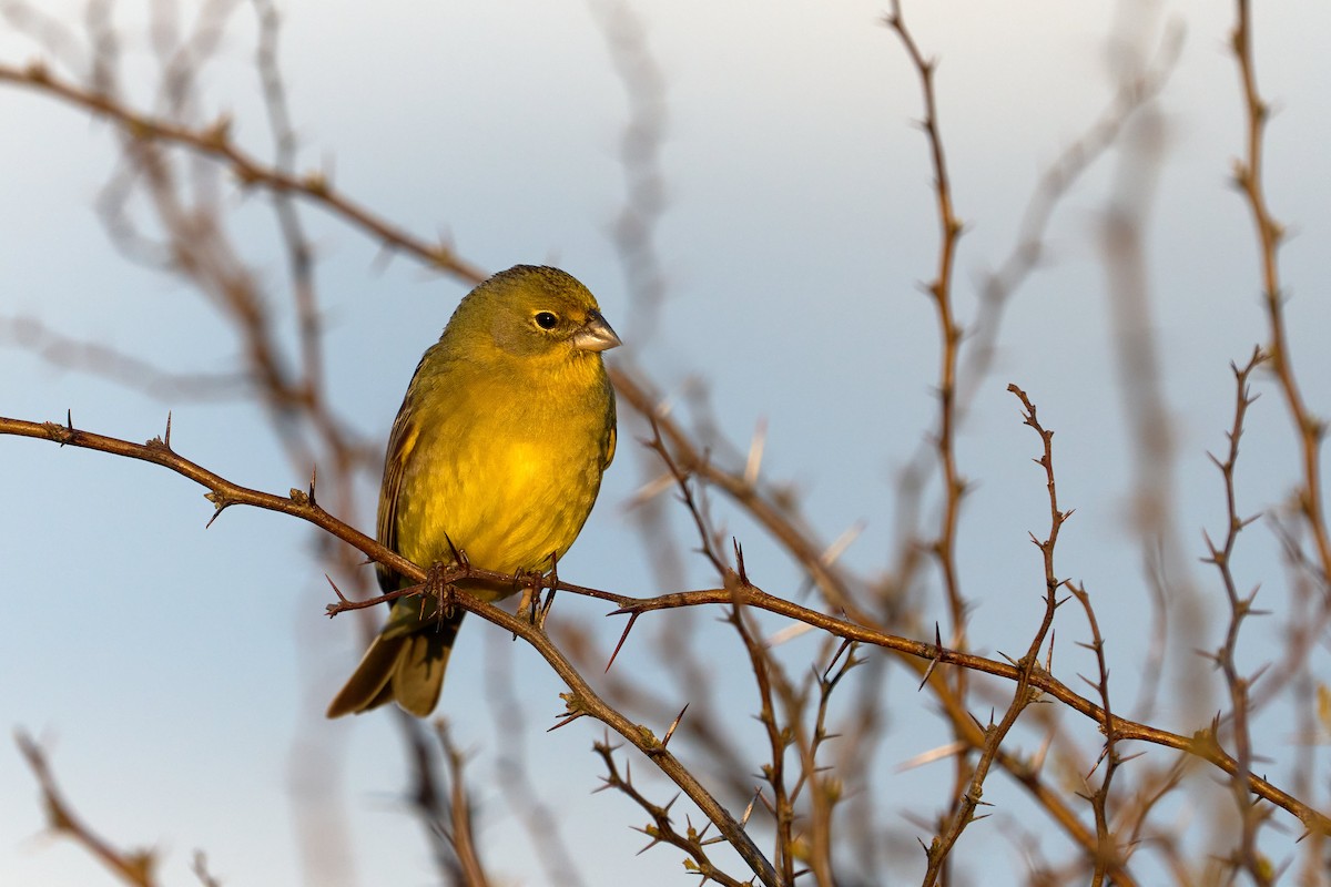 Grassland Yellow-Finch - ML518551411