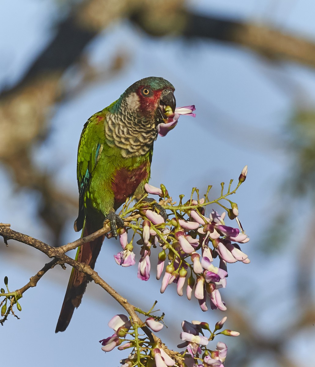 アカオウロコインコ - ML518551641
