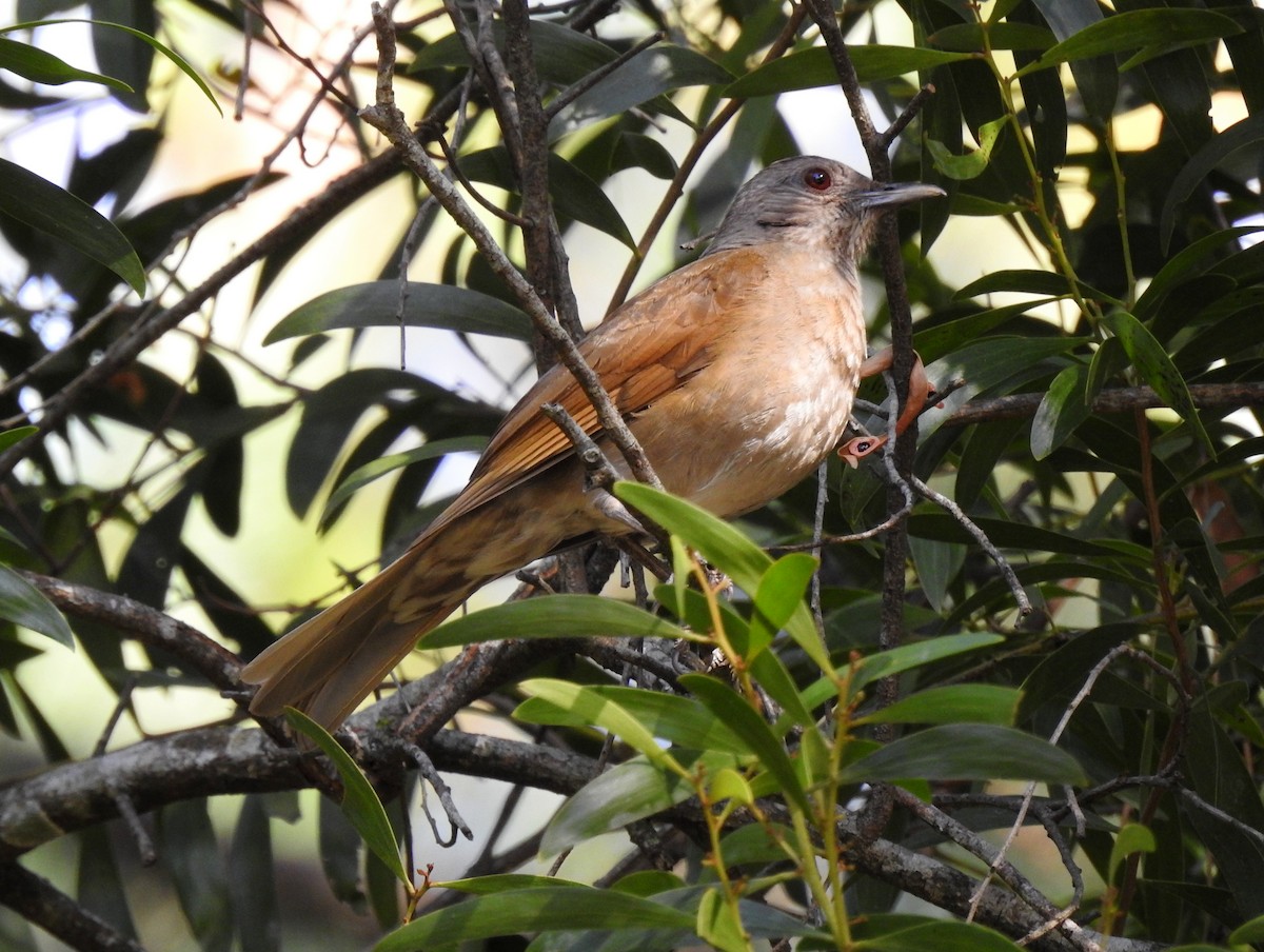 Бледногрудый дрозд - ML518552571