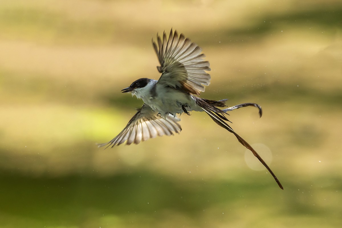 Fork-tailed Flycatcher - ML518552871