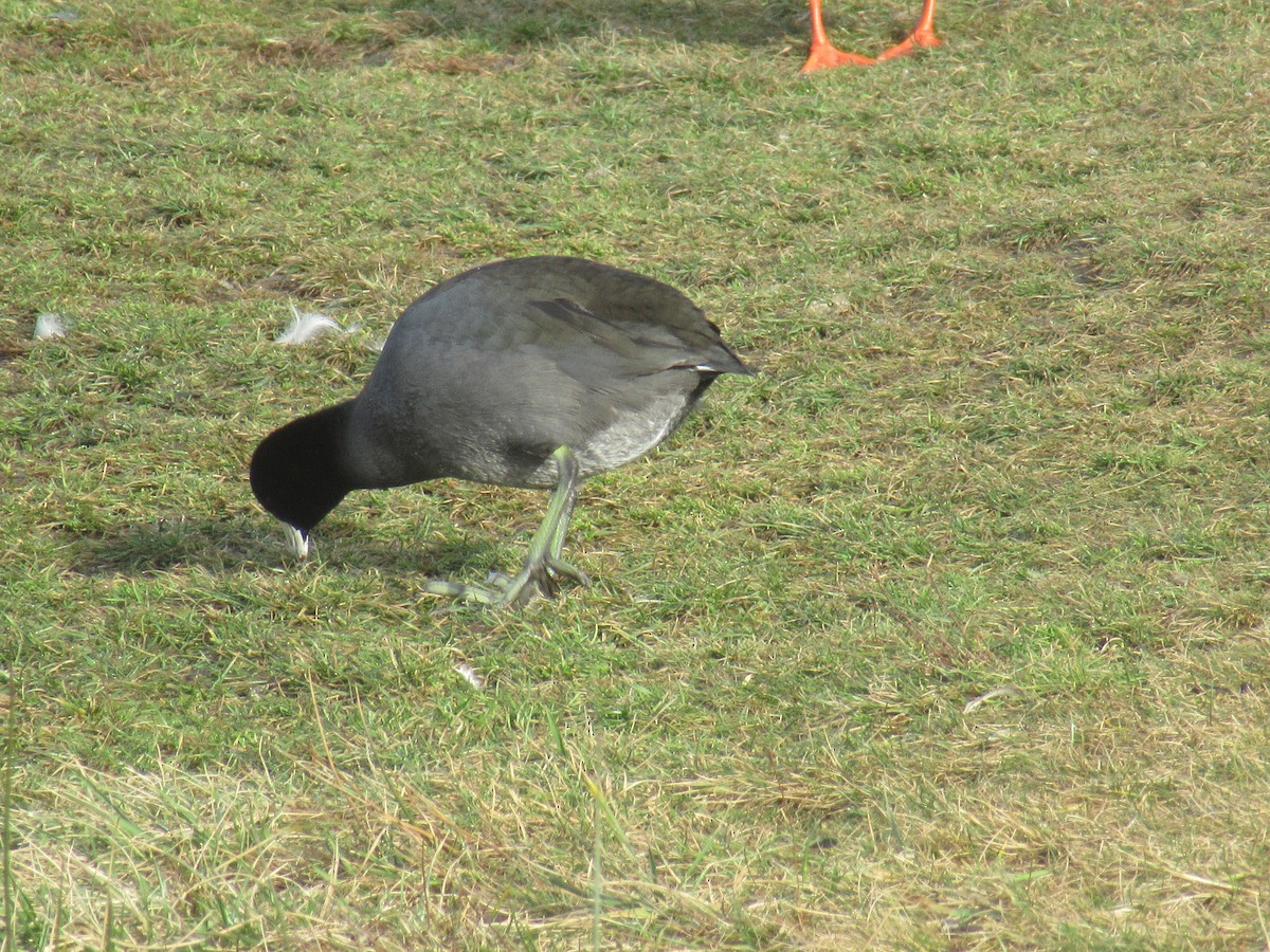 American Coot - ML518553101