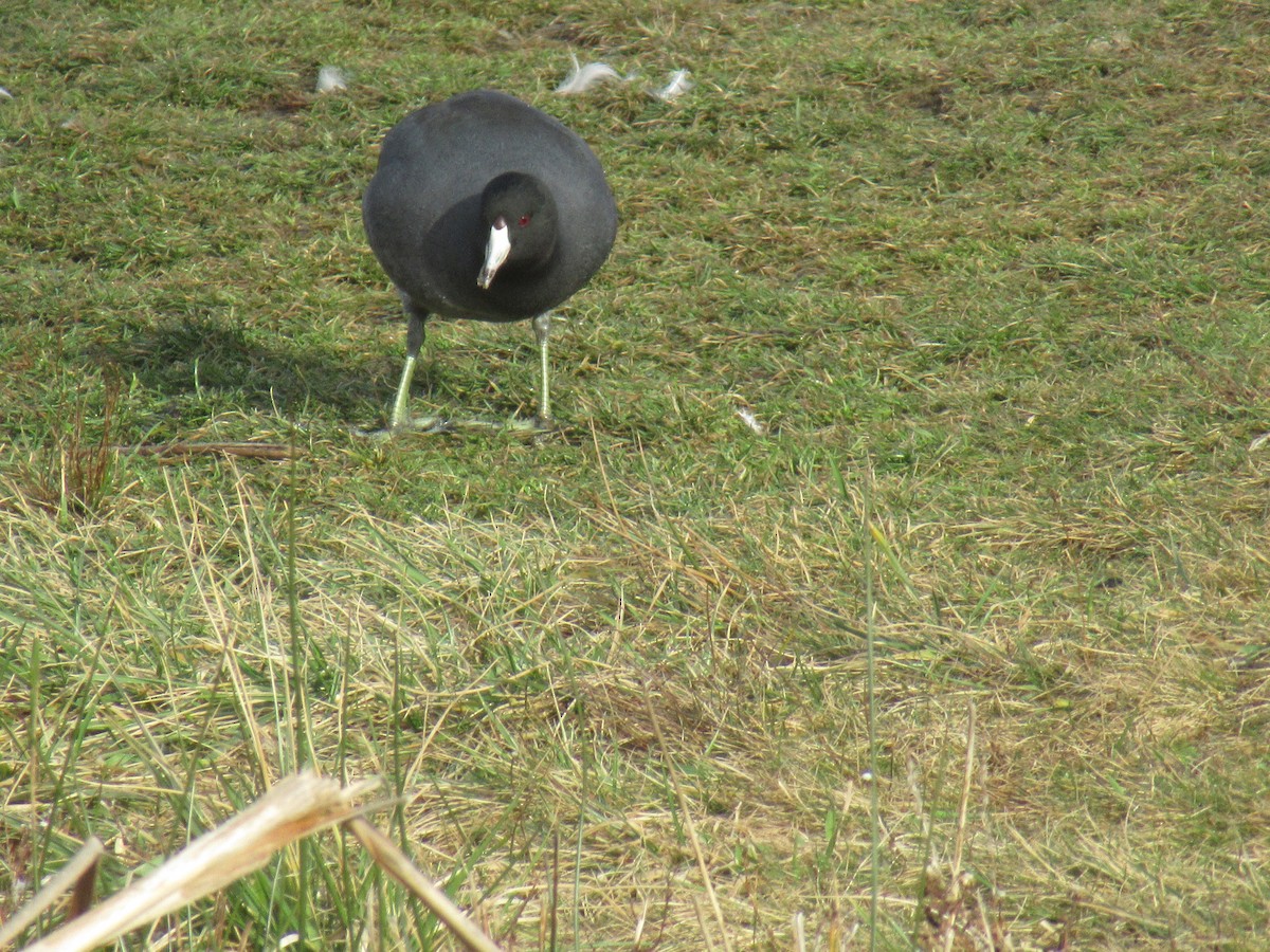 American Coot - ML518553111