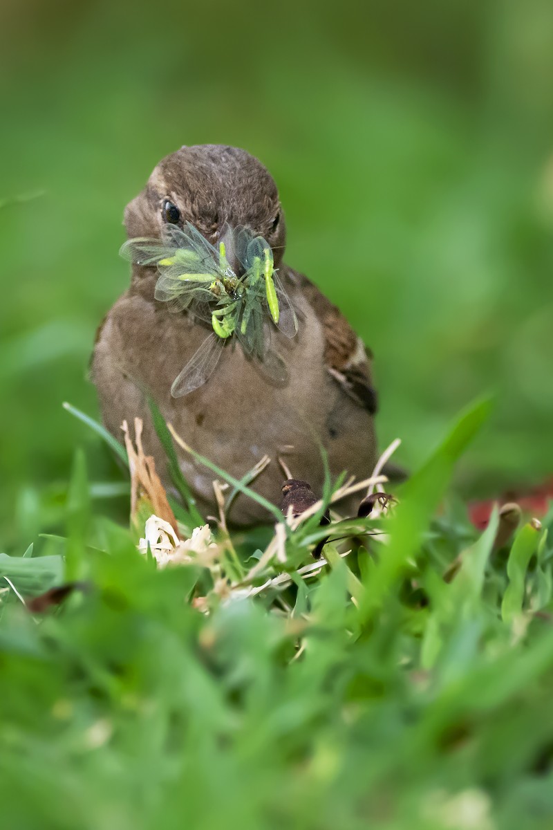 House Sparrow - ADRIAN GRILLI