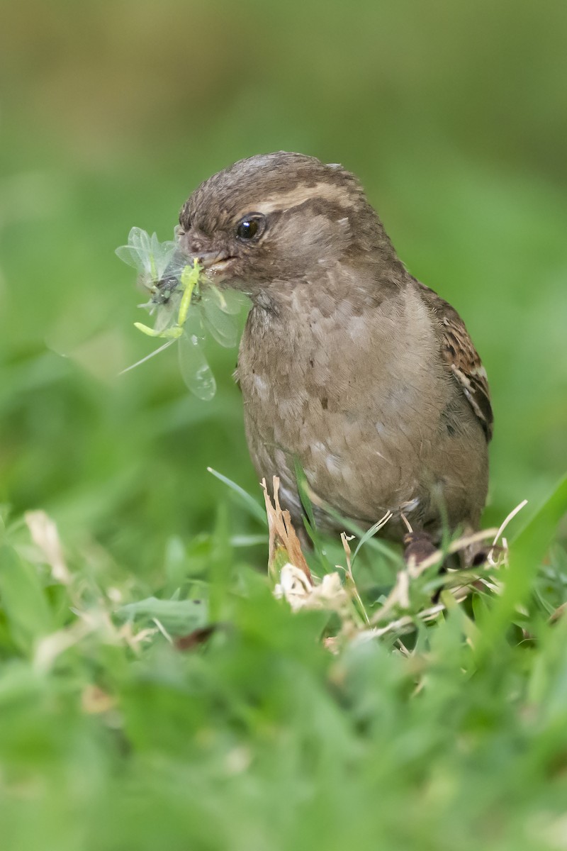 House Sparrow - ADRIAN GRILLI
