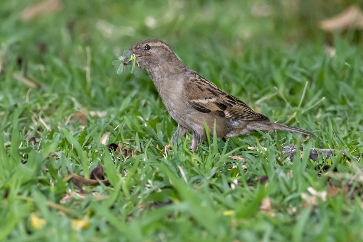 House Sparrow - ML518553171