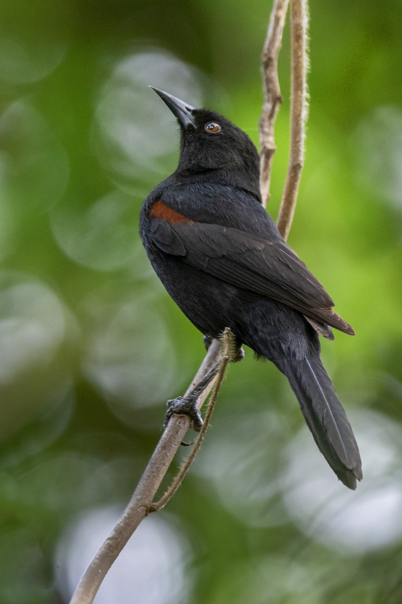 Variable Oriole - ADRIAN GRILLI