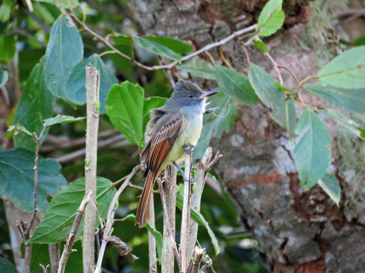 Rufous-tailed Flycatcher - Roger Robb