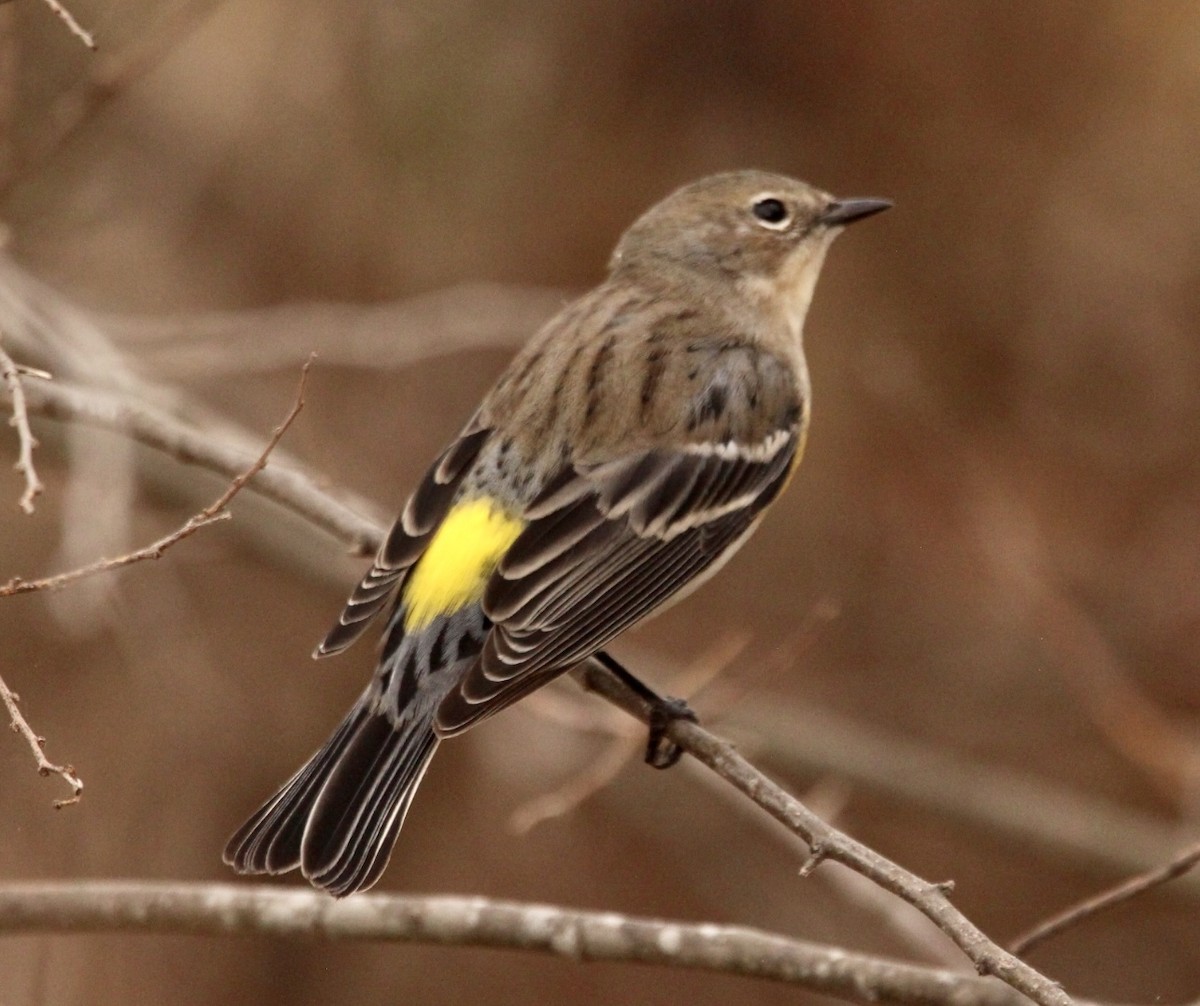 Yellow-rumped Warbler - ML518556821