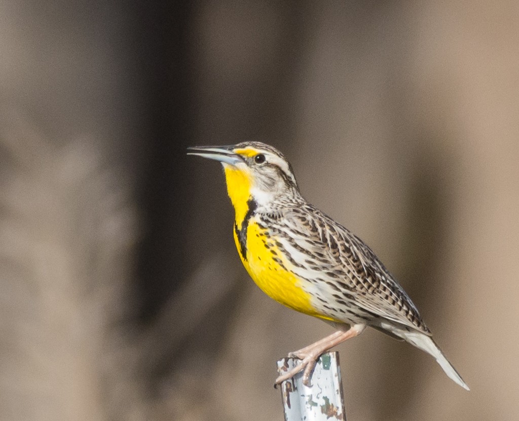 Western Meadowlark - ML51855761