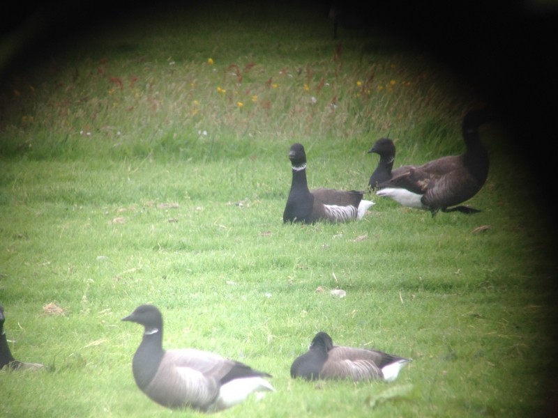 Barnacla Carinegra (nigricans) - ML518557791