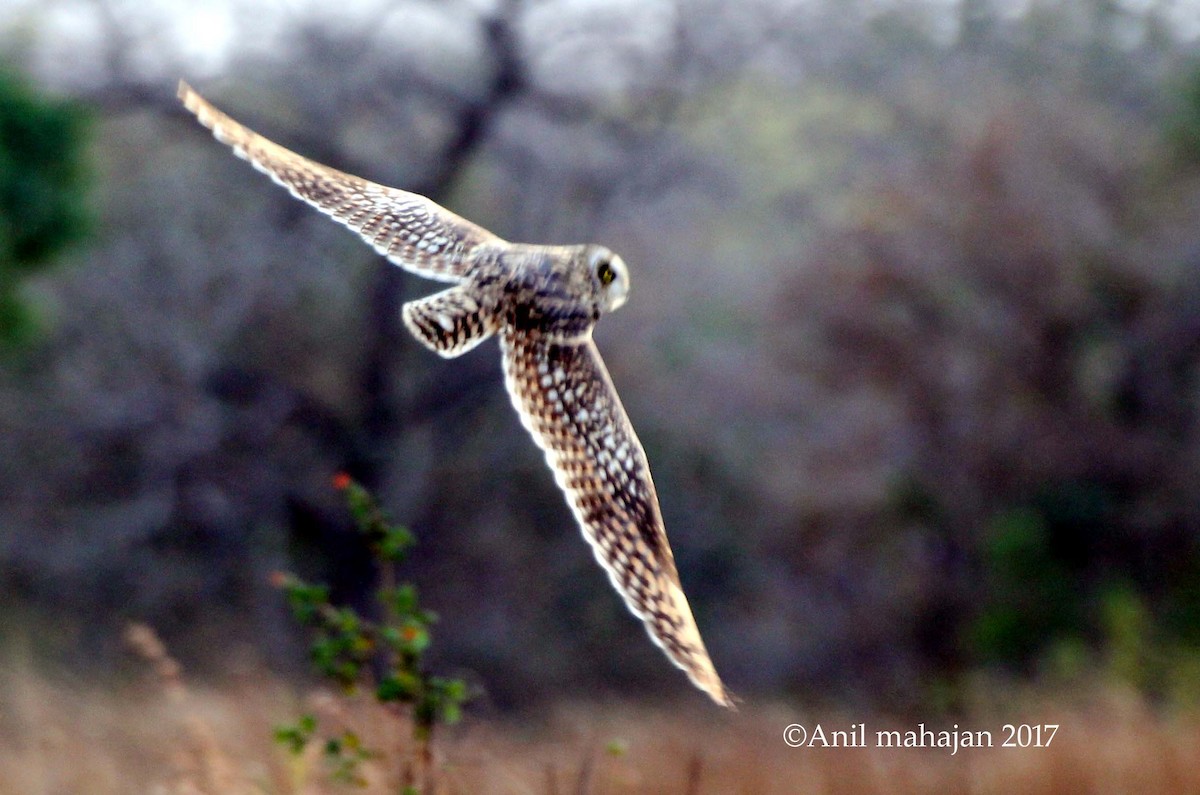 Short-eared Owl - ML51855791