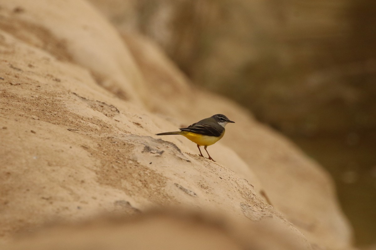 Gray Wagtail - ML518559881