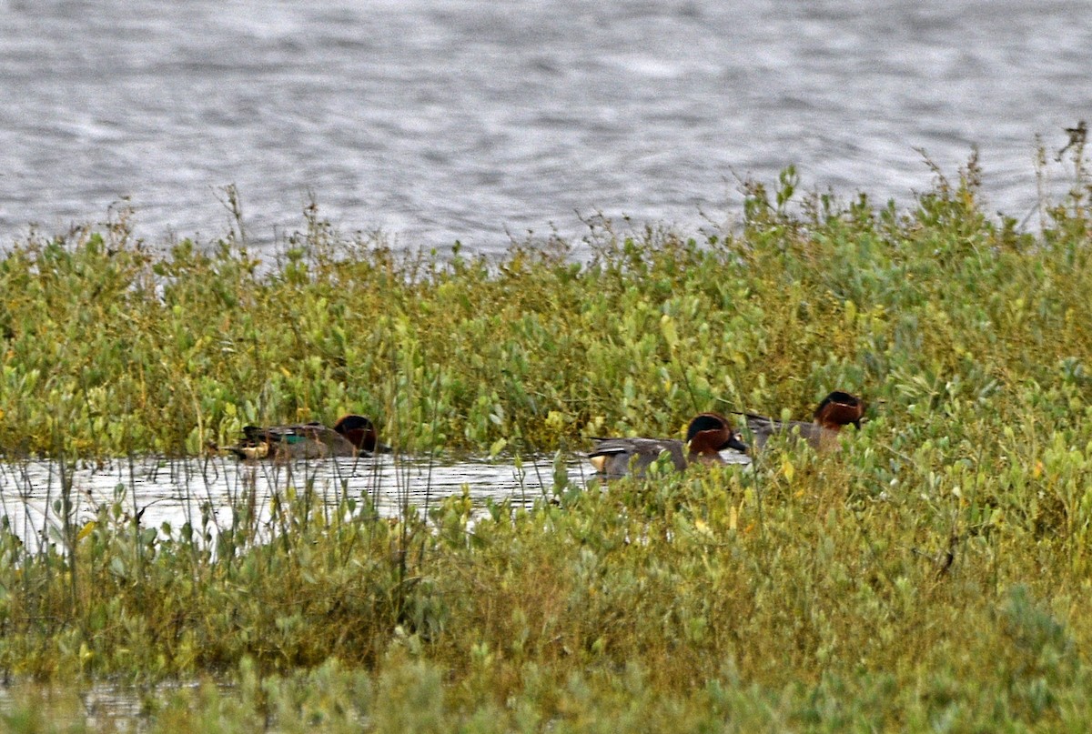 Green-winged Teal - ML518560351