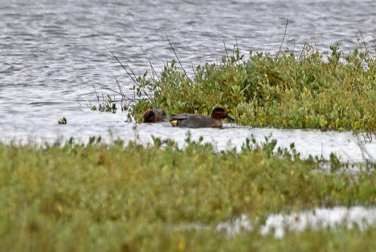 Green-winged Teal - ML518560361