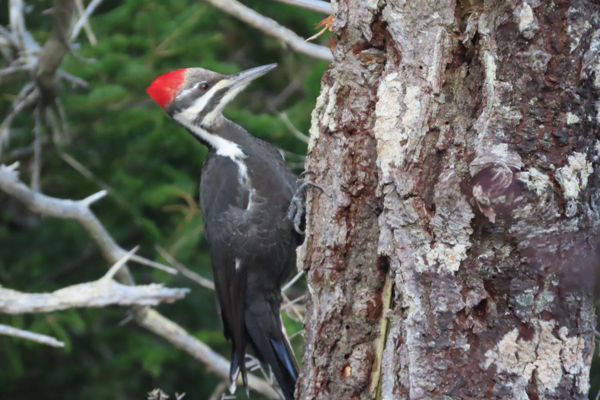 Pileated Woodpecker - ML518560721