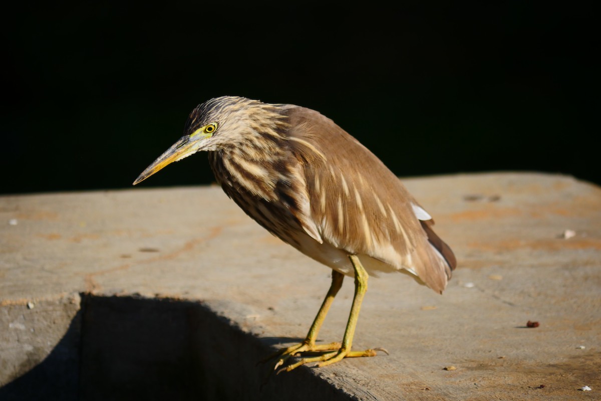 Indian Pond-Heron - Praveen Bennur