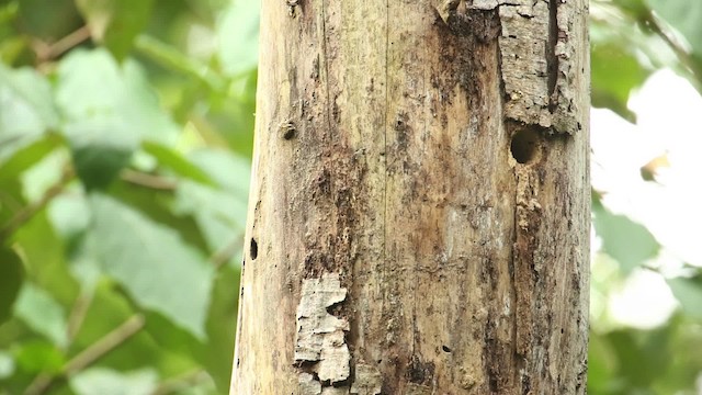 Red-throated Barbet - ML518562