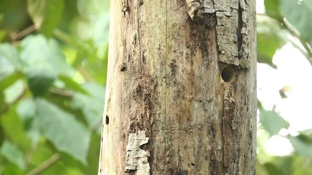 Red-throated Barbet - ML518563