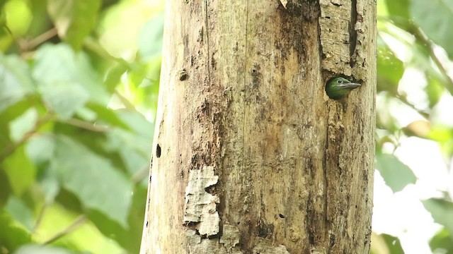 Red-throated Barbet - ML518564