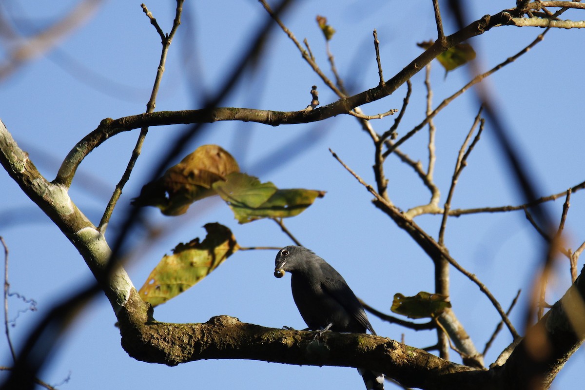 Black-winged Cuckooshrike - Himadri Banerjee