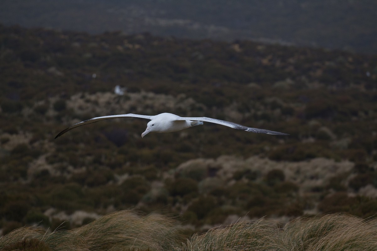 Southern Royal Albatross - ML518565581