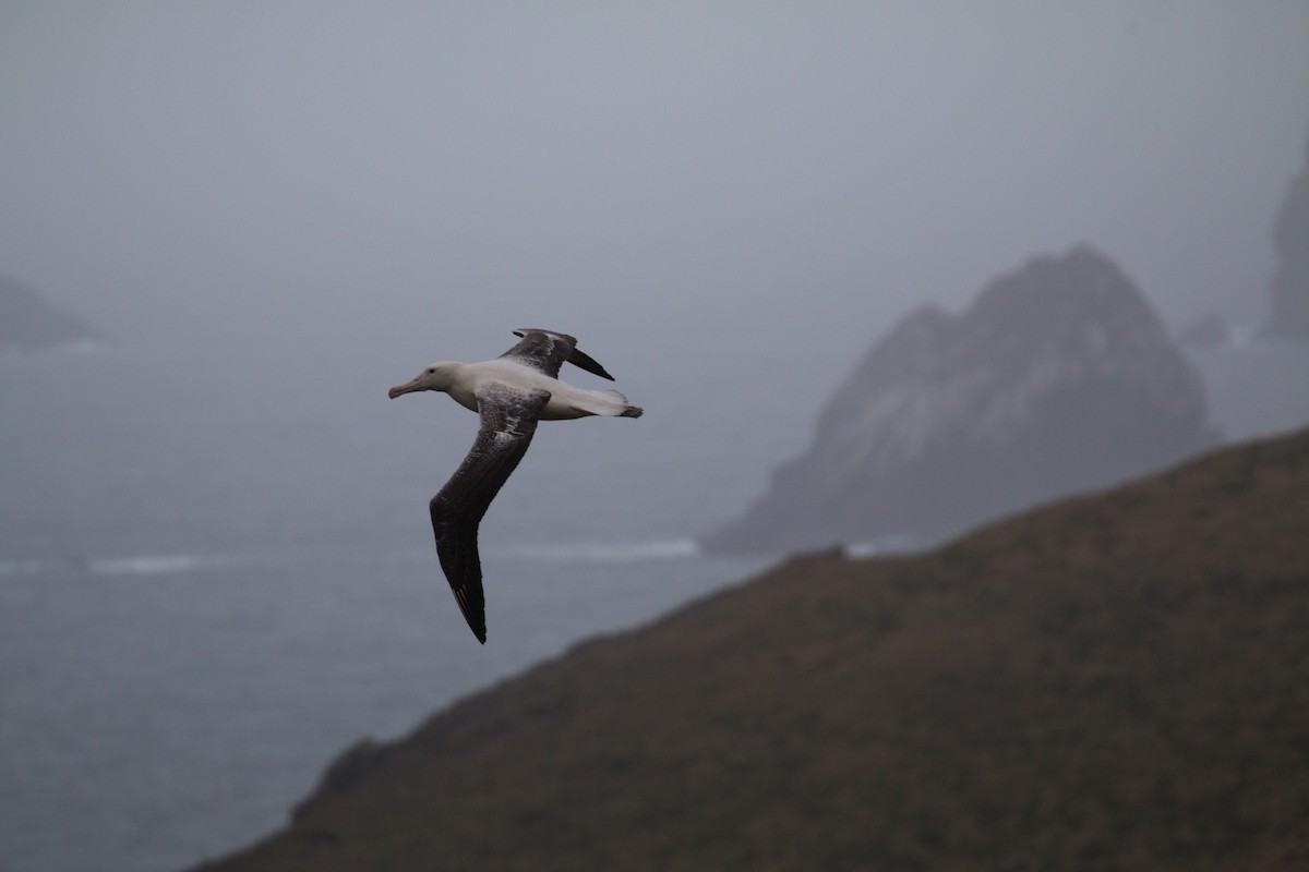 Southern Royal Albatross - ML518565611