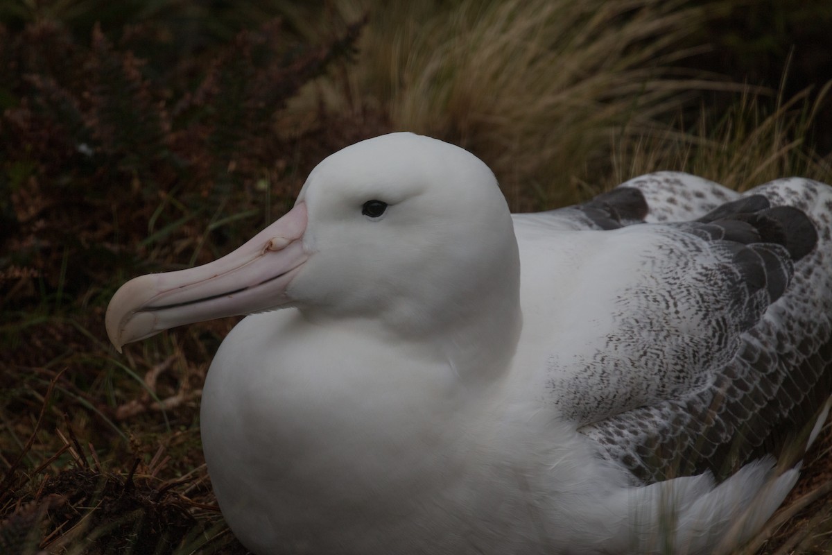 Southern Royal Albatross - ML518565621