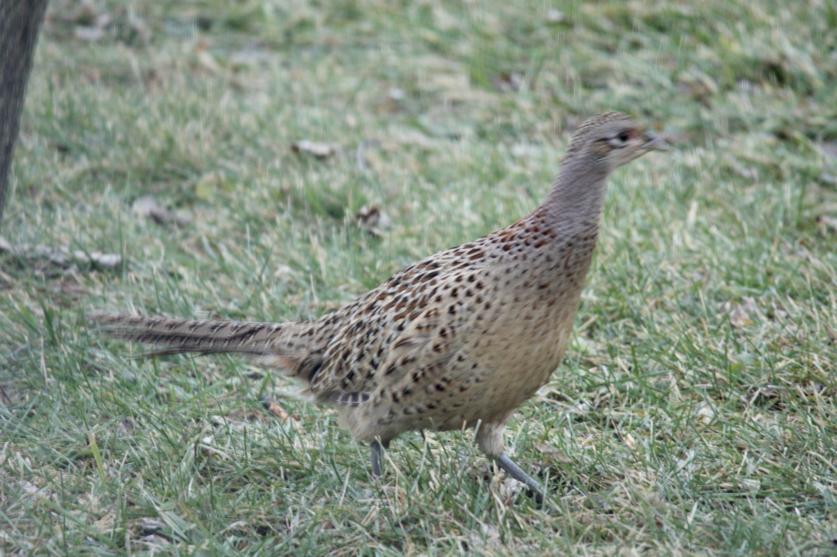 Ring-necked Pheasant - Leah Dodd