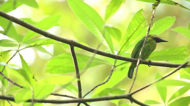 Red-throated Barbet - ML518566