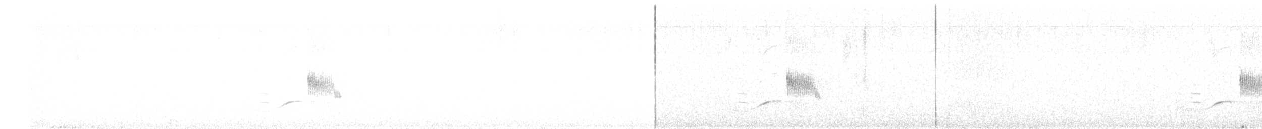 Sporophile noir et blanc - ML518567461