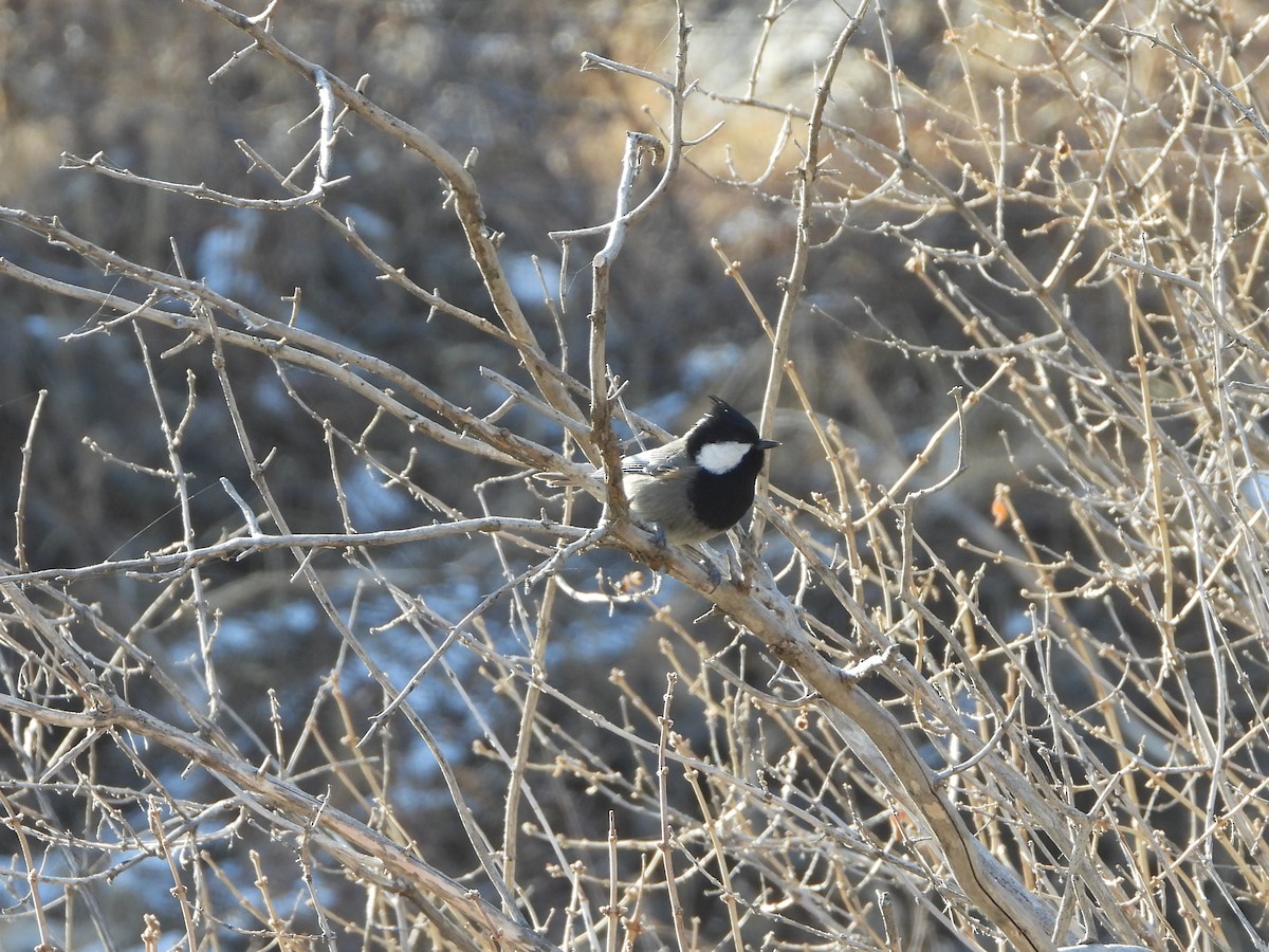 Rufous-naped Tit - ML518567781