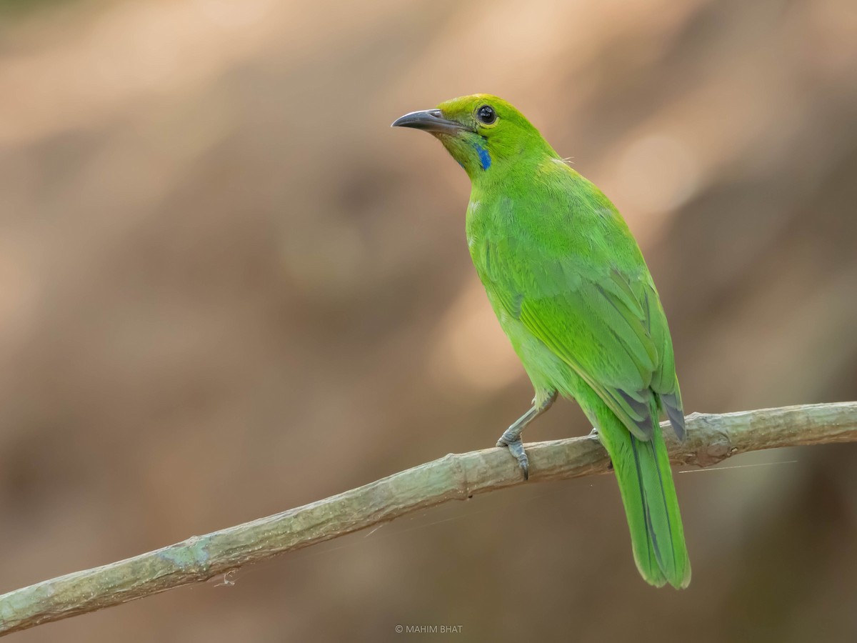 Jerdon's Leafbird - Mahim B