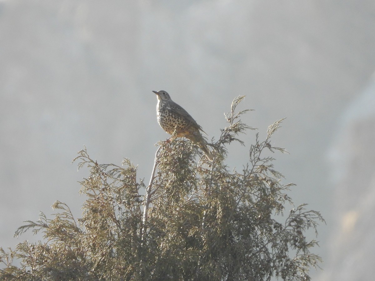 Mistle Thrush - ML518567861