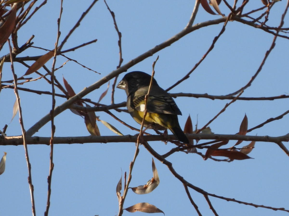 White-winged Grosbeak - ML518567921