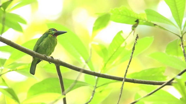 Kırmızı Boğazlı Barbet - ML518568