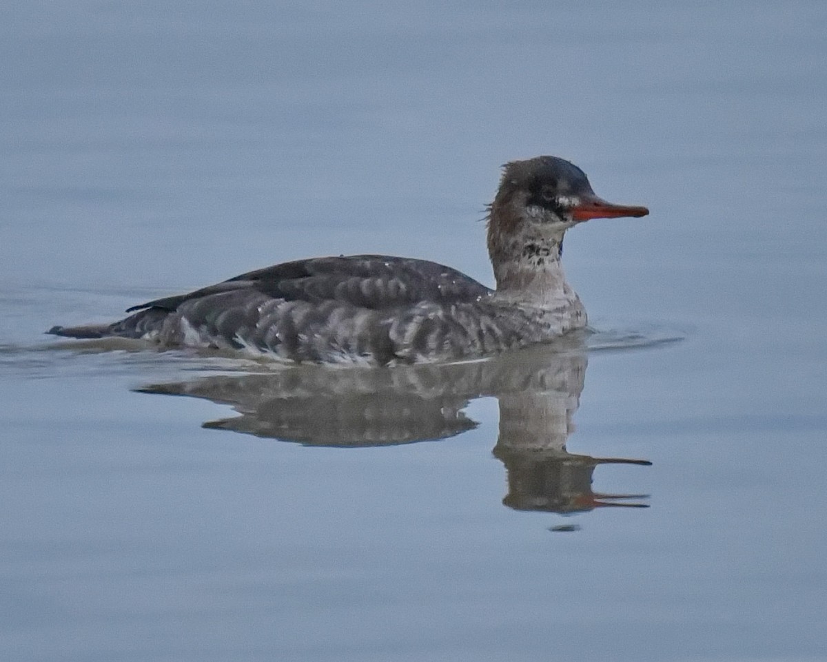 Red-breasted Merganser - ML518569211