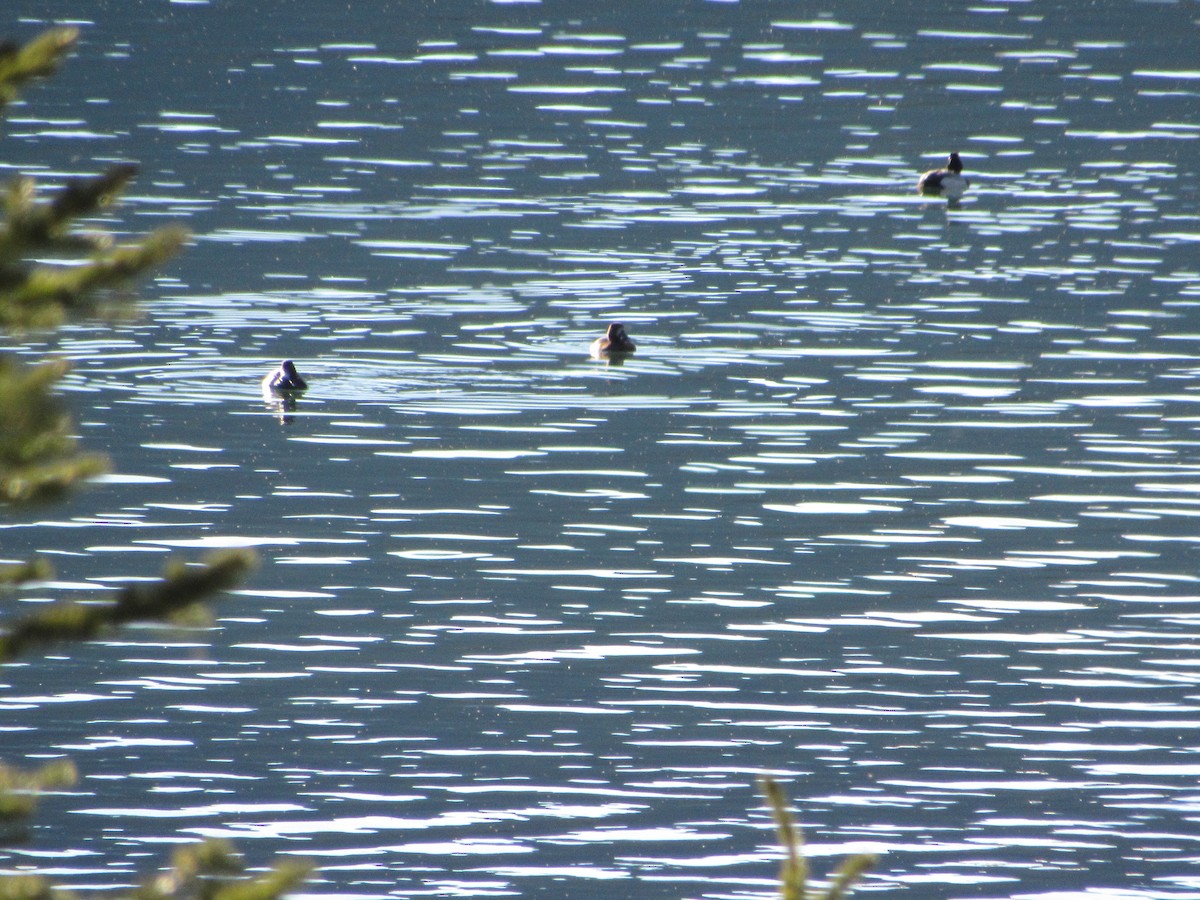 Lesser Scaup - ML518569551