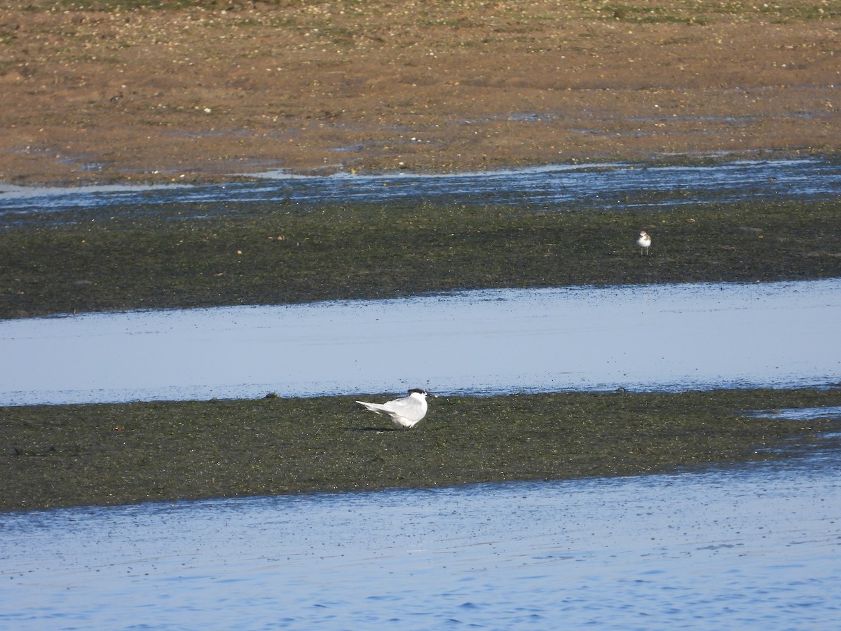 Sandwich Tern - ML518569581