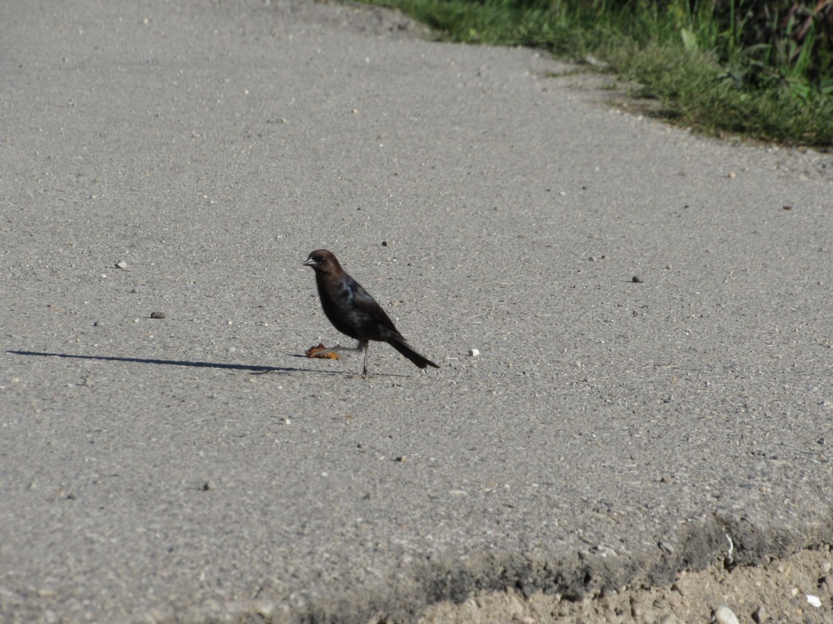 Brown-headed Cowbird - Justin Leahy