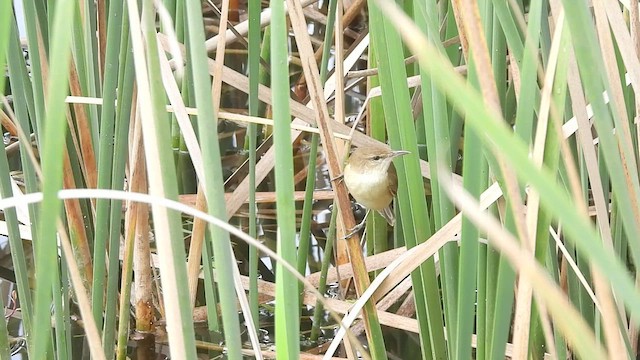 Clamorous Reed Warbler - ML518569671