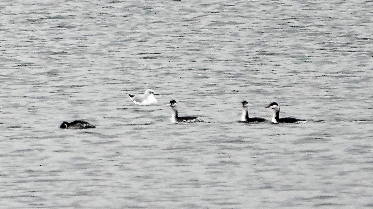 Bonaparte's Gull - ML518569771