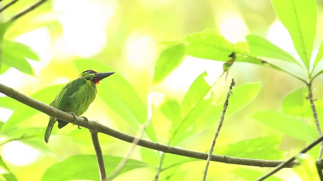 Red-throated Barbet - ML518570