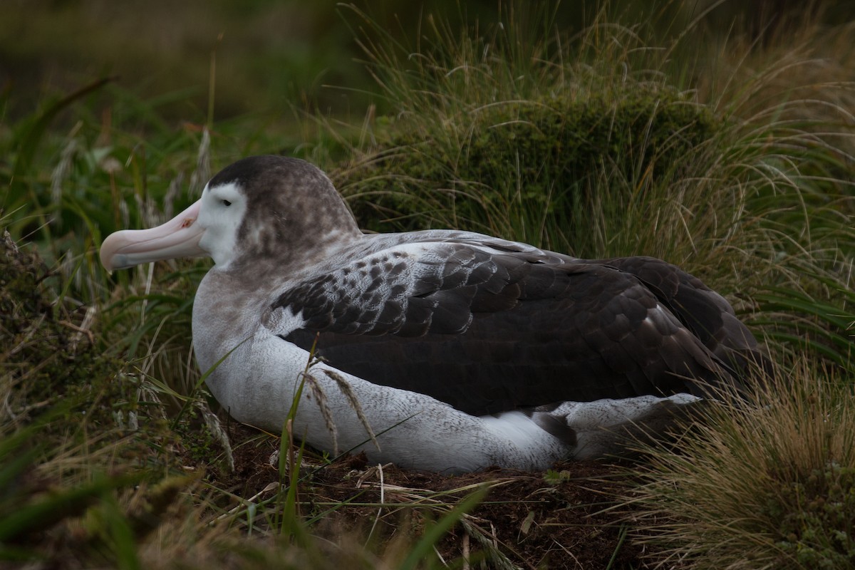 antipodealbatross (antipodensis) - ML518570421